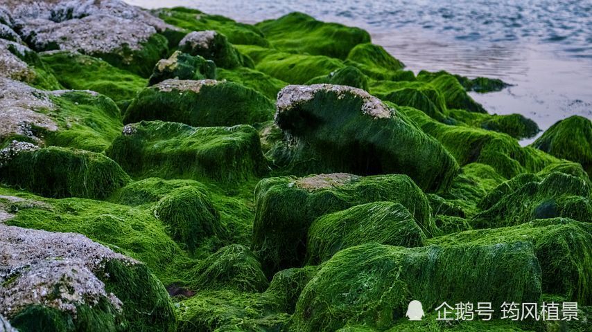 数十亿年前 苔藓和蓝藻达成协议 并建立起了微妙的联系 苔藓为藻类