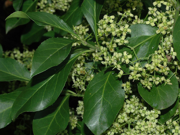 荒野维生野菜系列——扶芳藤