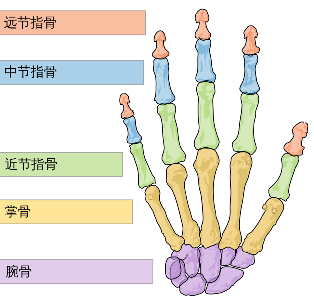 除拇指只有近节,远节指骨外,其他四指均有三节指骨——近节,中节和