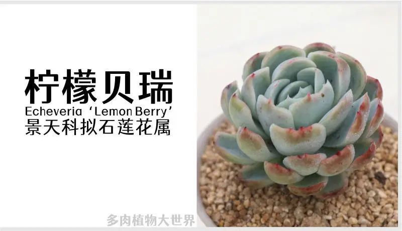 "柠檬贝瑞"景天科拟石莲花属多肉植物,月影系列