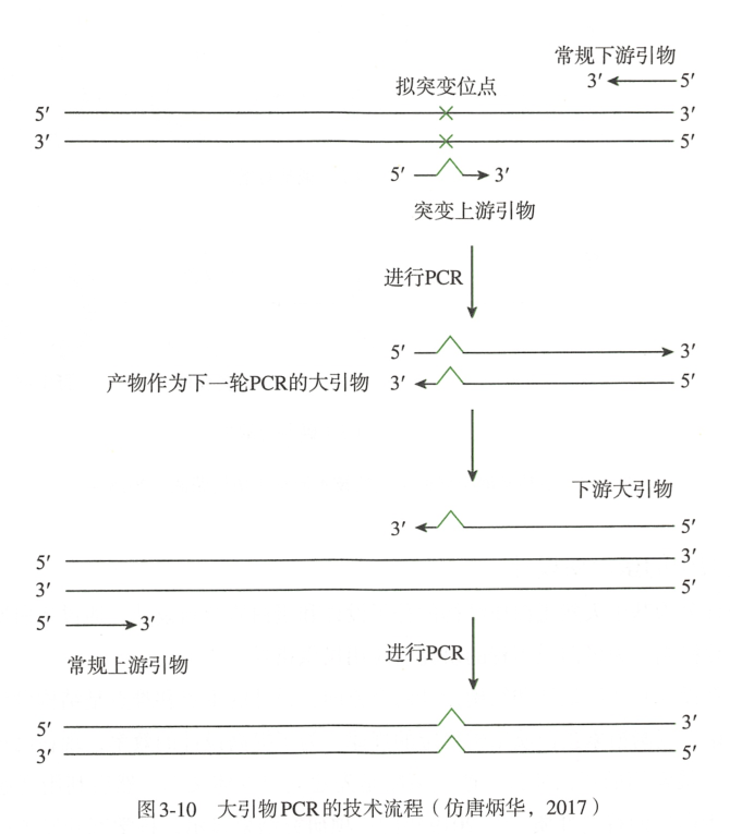 pcr定点突变技术