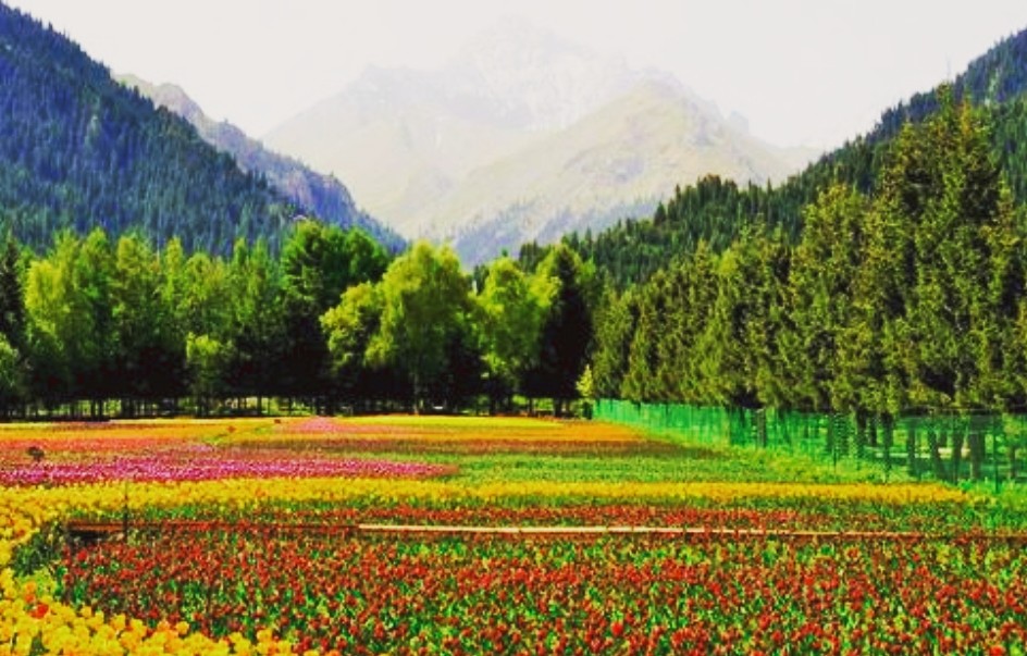 香格里拉"高山植物园"