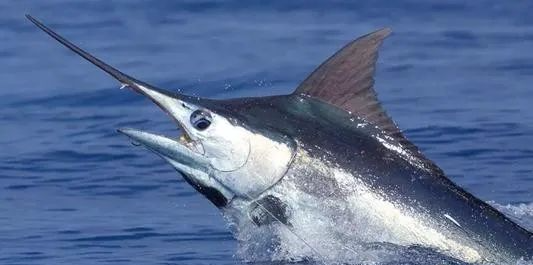 海里游得最快的十种鱼,旗鱼最快时速达190千米_腾讯新闻
