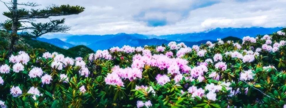 如果上帝的后花园有模板 那便是轿子雪山杜鹃花海的模样 当轿子雪山
