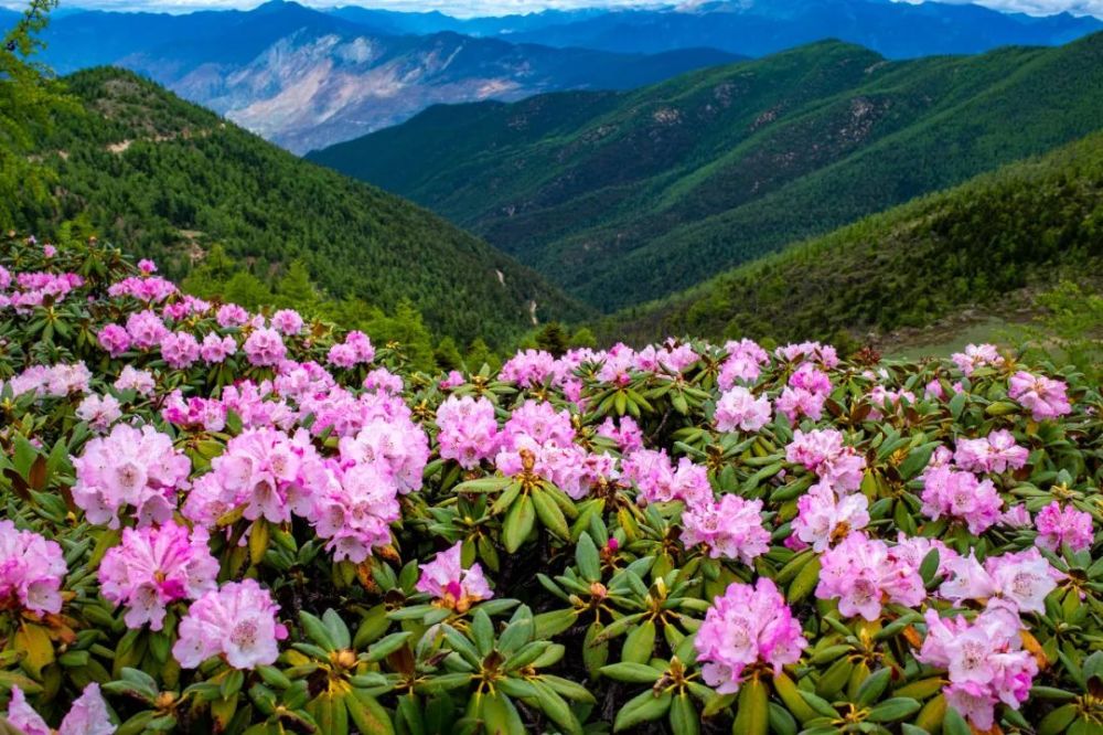 昆明人都坐不住了!轿子雪山即将迎来最爆盛花期,满山杜鹃美哭了