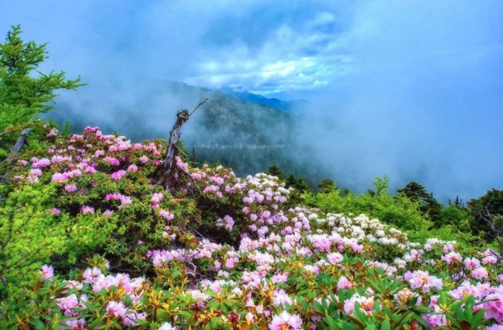 昆明人都坐不住了!轿子雪山即将迎来最爆盛花期,满山杜鹃美哭了