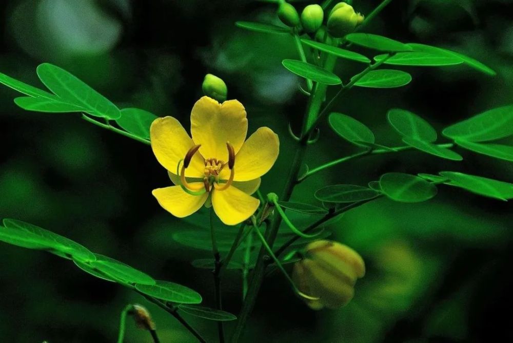 双荚决明与黄槐决明(一日一花 黄槐决明)的花期几乎相同,很容易混淆