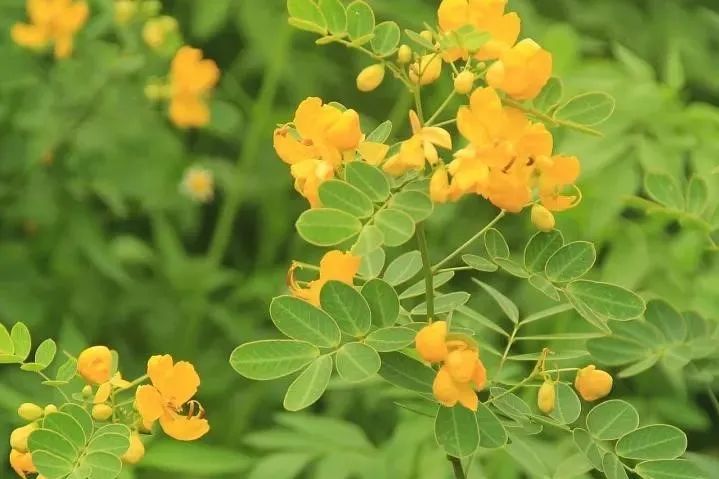 每日植物双荚决明