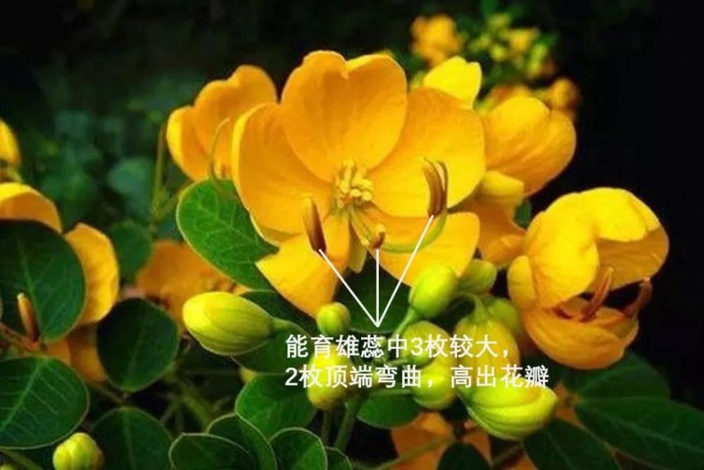 黄槐决明雄蕊10枚,全部能育,其中有2枚花丝较长;双荚决明雄蕊也是10枚