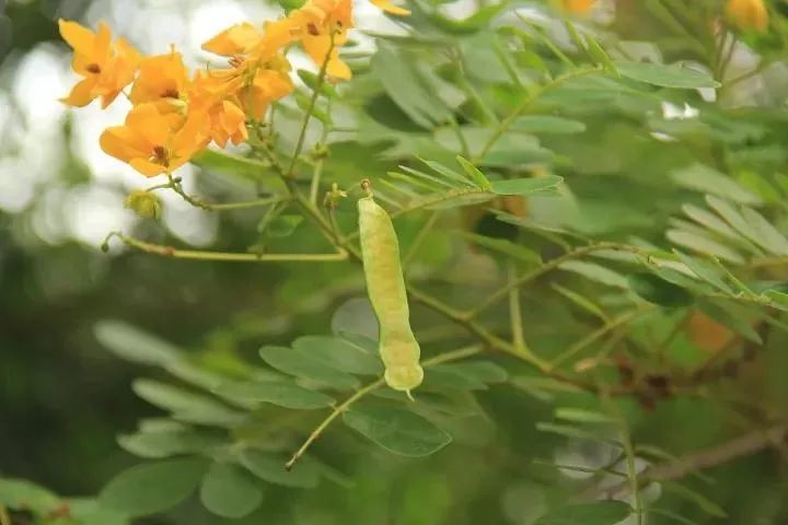 每日植物|双荚决明