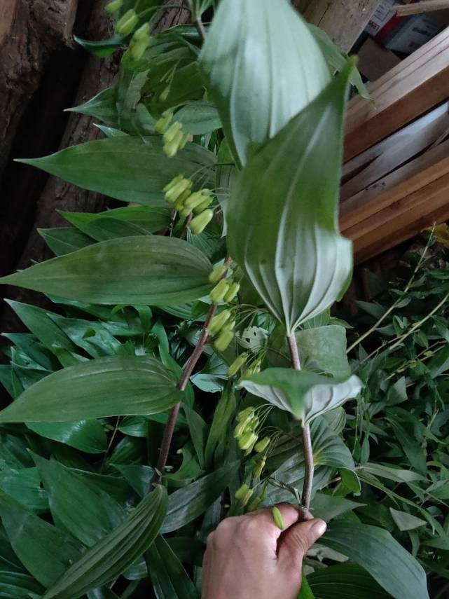 一种百合科植物,不识货的当"野花",殊不知古人作"珍贵