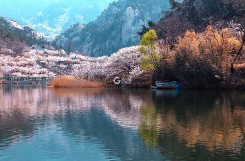 北九水屏保级大图水库樱桃花美到上头