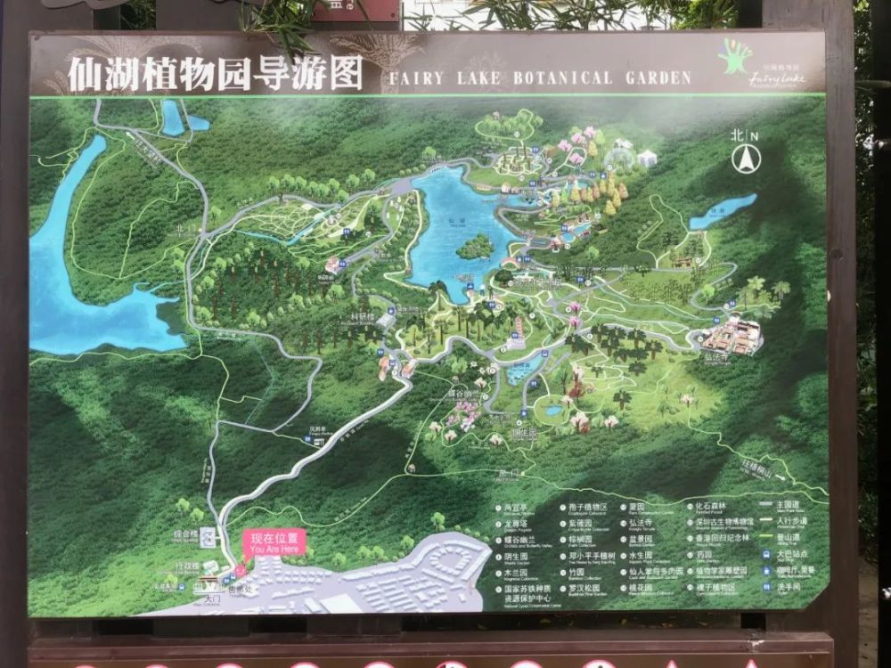 大湾区深圳花展 不过仙湖植物园平日去也有很多美丽的风景,并不会因为