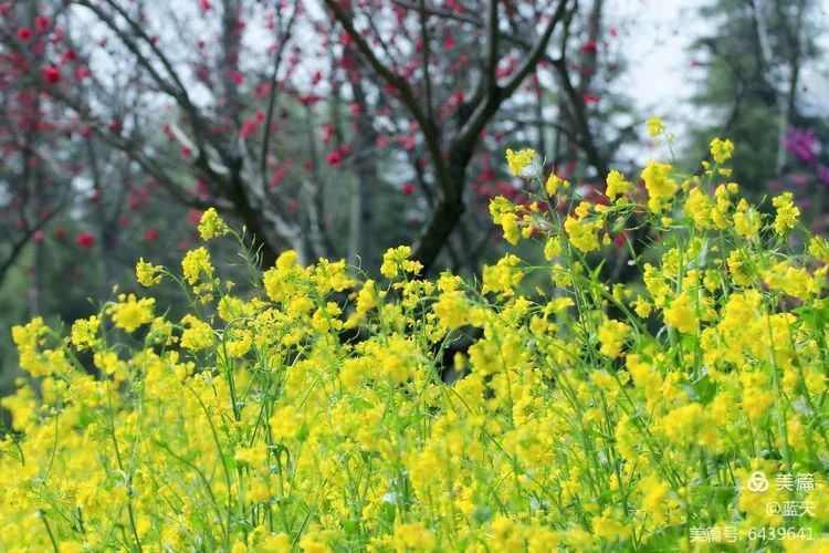 杨柳发新芽,百花闹春开,好一派生机勃勃景象