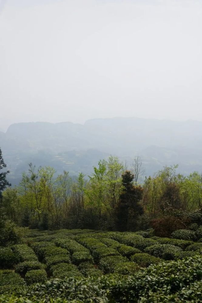 山下颇为壮观的茶园,更加映衬出蒙顶山上茶的好!