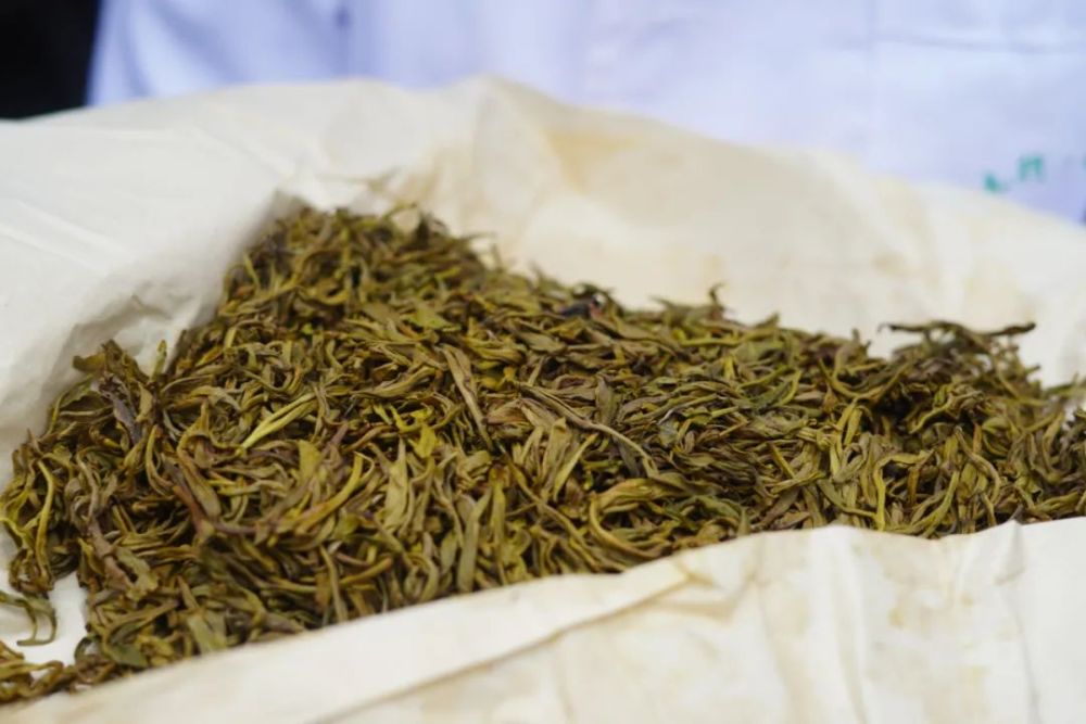 蒙顶黄芽:老川茶的温润时光