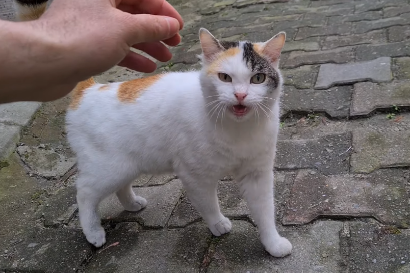 漂亮三花猫,初见面就被人收养,尾巴有特点,却"苦了"狸花猫