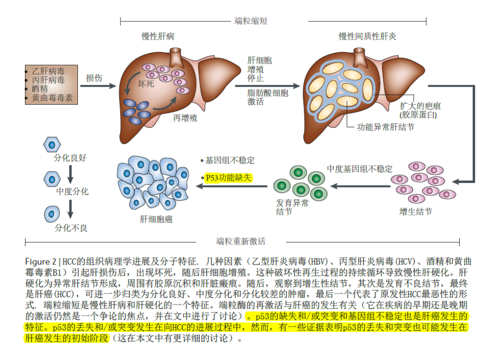 肝细胞癌组织病理学进展与分子特征