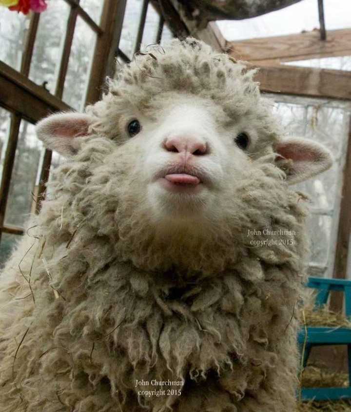 表情包|可爱小羊