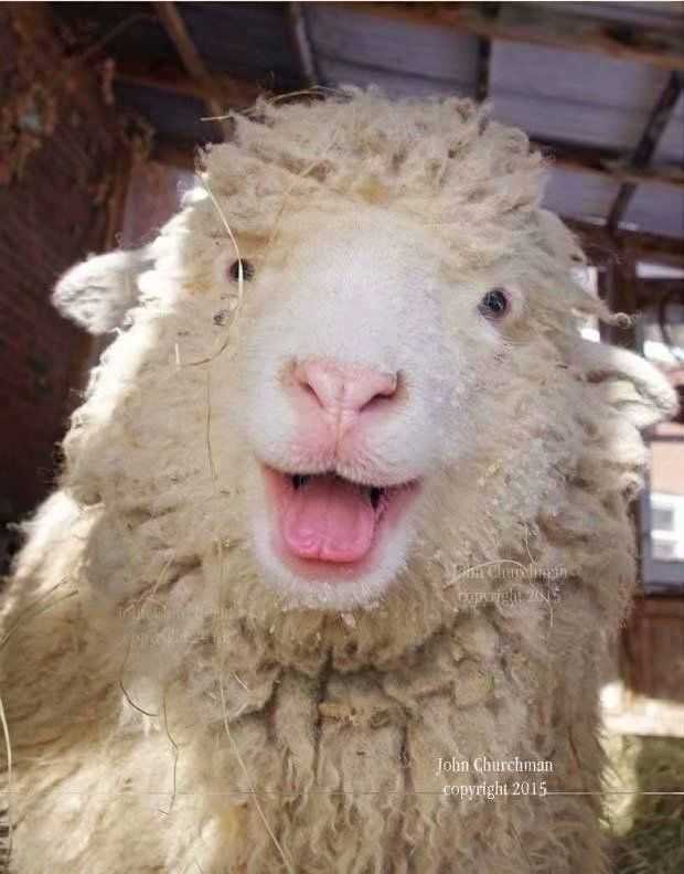 表情包|可爱小羊