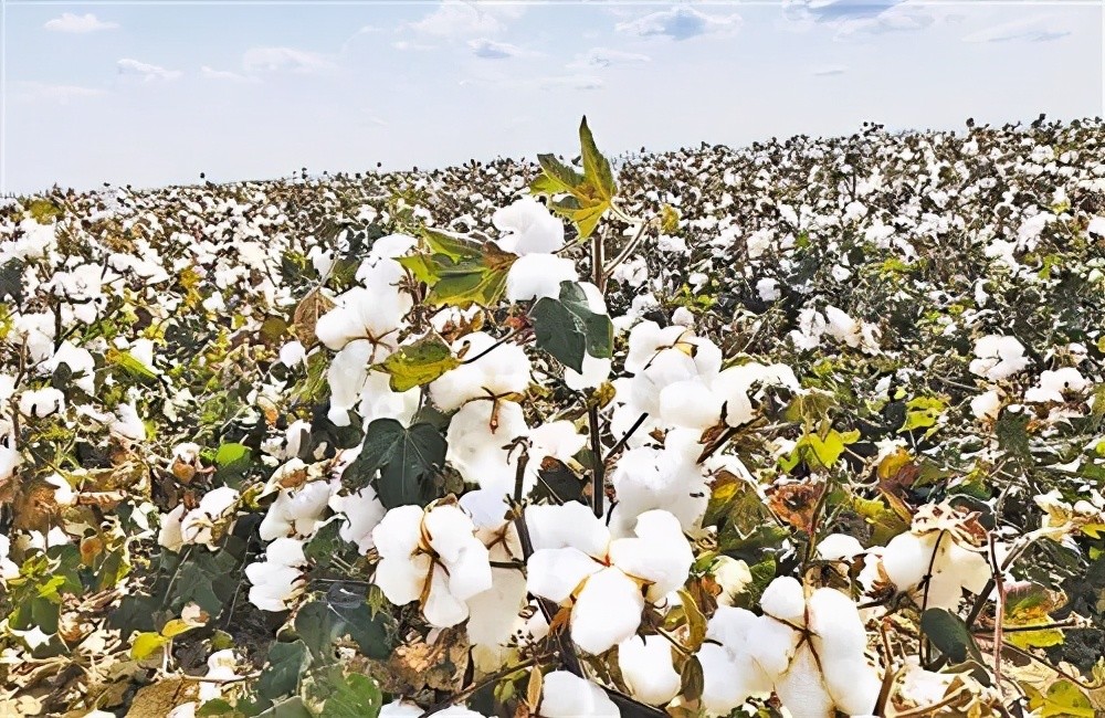 中国棉花的种植采摘有多高科技:不仅机械化,而且智能化