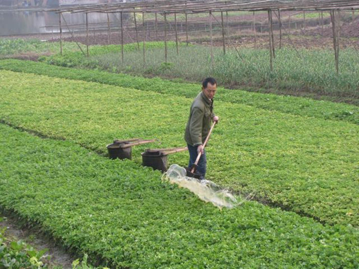 农民给自家菜地施农家肥,出售的菜地却施化肥,为何言行不一?