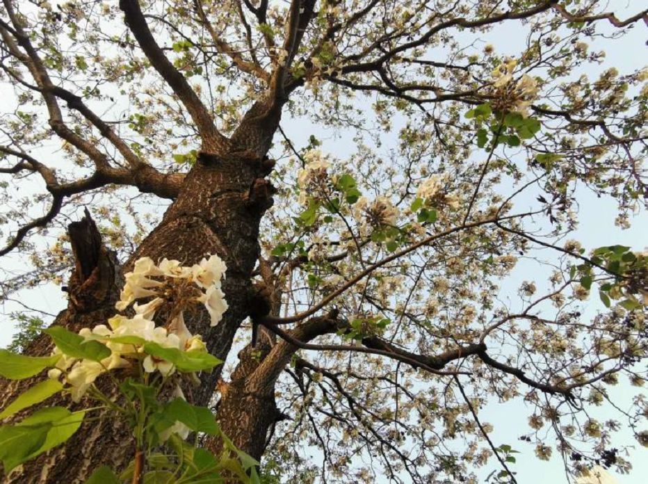 赣州的泡桐花,来自春天的约定