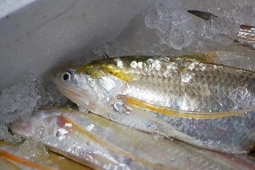 海刀鱼的 崛起 从烂大街到香饽饽,刀鱼救活了 刀鱼