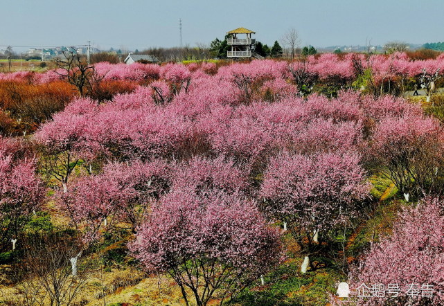 春风和煦到南京溧水秦淮梅园,迎盛开梅花意外惊喜.