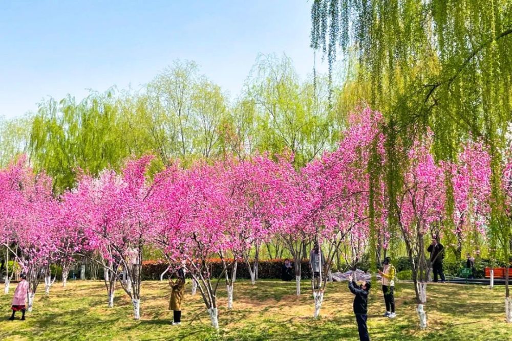 曲径通幽处,便是人行步道了,桃花垂柳夹道,芳草鲜美,锦绣如海.