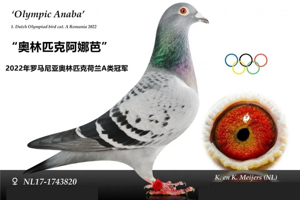 继"奥林匹克博尔特"后,卡斯·梅耶尔再获2022年代表鸽冠军