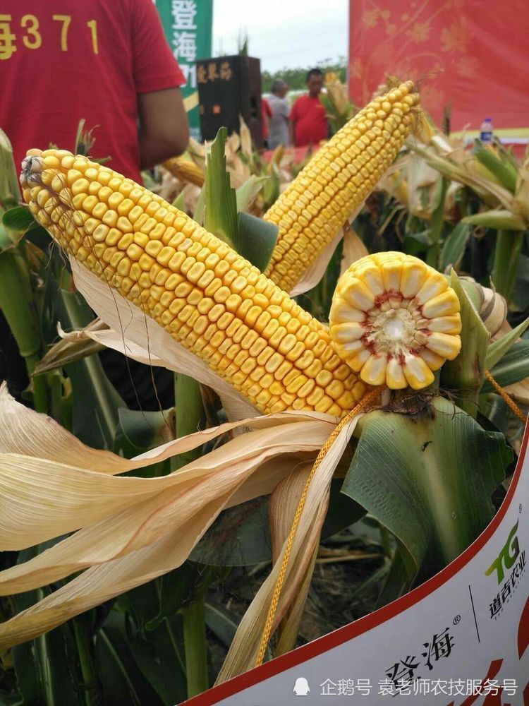 这几个玉米新品种产量高,一粒封顶不秃尖,最受欢迎