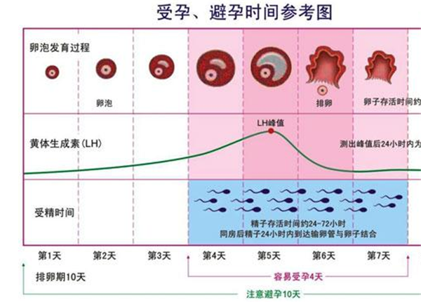 下次月经来潮的前14天为排卵日,这个排卵日的前期都是卵泡发育的时间