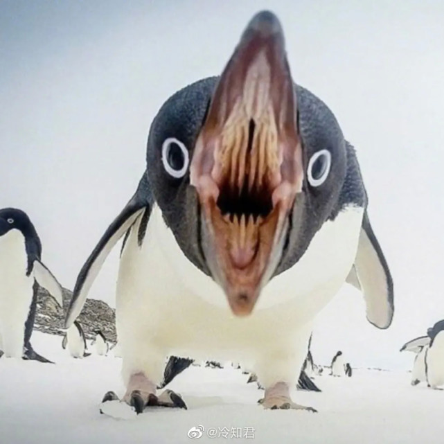 看起来呆萌可爱的企鹅,张开嘴居然是这个样子?