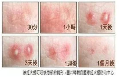红火蚁已入侵我国12省这些防范知识要做好