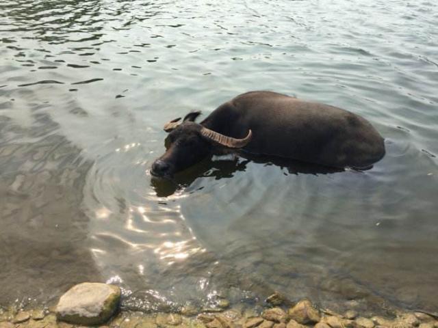 水牛和黄牛之间可以进行杂交吗?