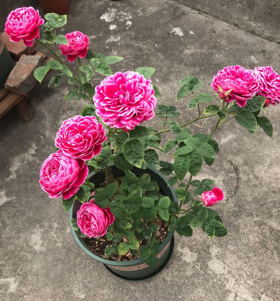 盆栽花卉"新宠"—玛丽玫瑰,花似牡丹,又美又香,四季有花看