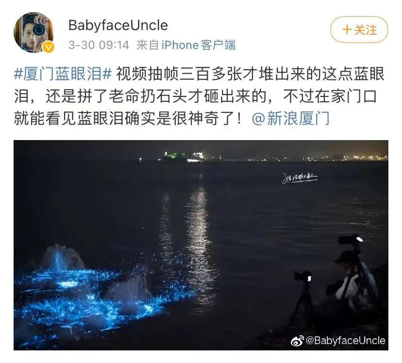 厦门惊现"蓝眼泪"奇观,你有看到吗?