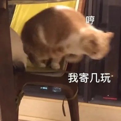 猫咪表情包/我寄几玩