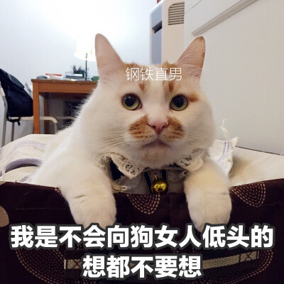 猫咪表情包/我寄几玩