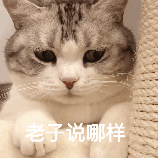 猫咪表情包/我寄几玩