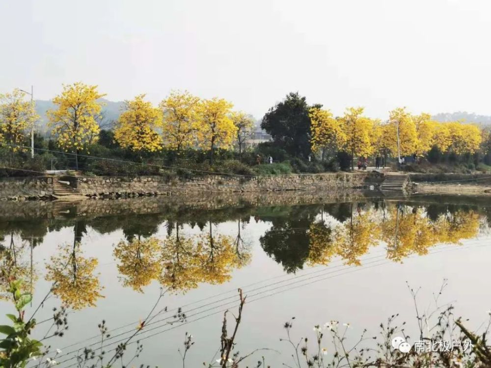 游花都竹洞村 赏黄花风铃木