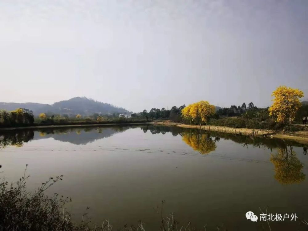 游花都竹洞村 赏黄花风铃木
