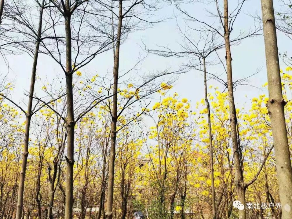 游花都竹洞村 赏黄花风铃木