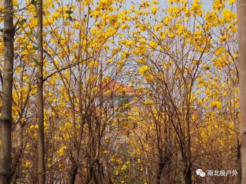游花都竹洞村 赏黄花风铃木
