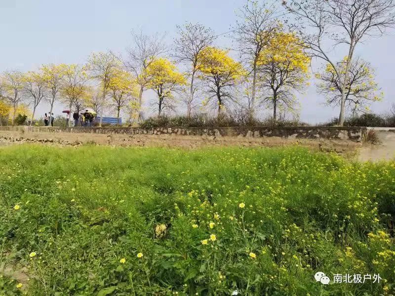 游花都竹洞村 赏黄花风铃木