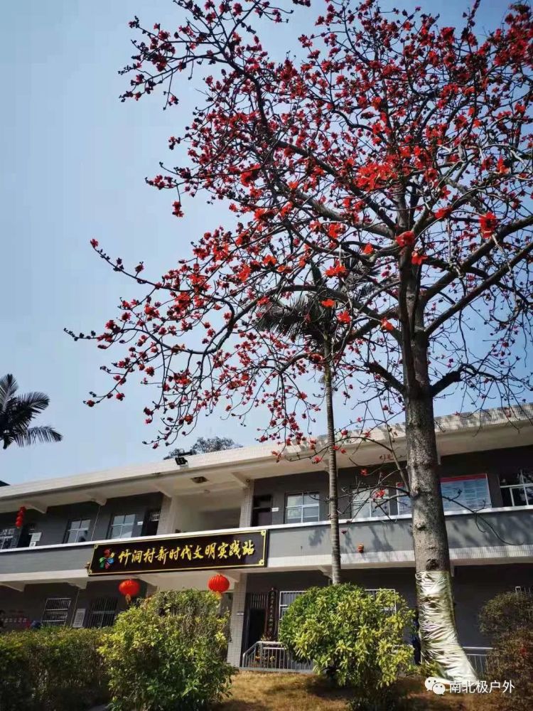 游花都竹洞村 赏黄花风铃木