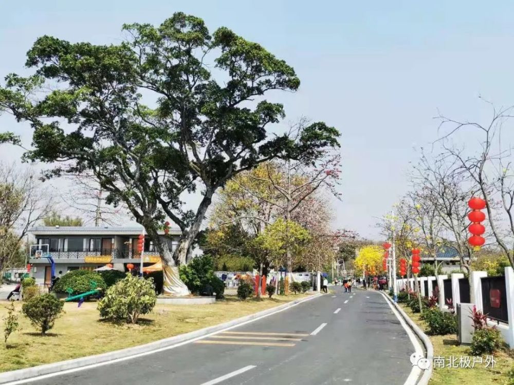 游花都竹洞村 赏黄花风铃木