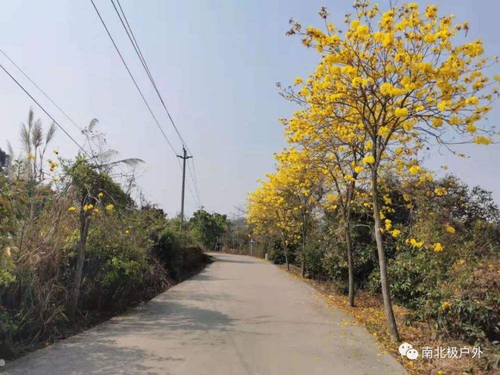 游花都竹洞村 赏黄花风铃木