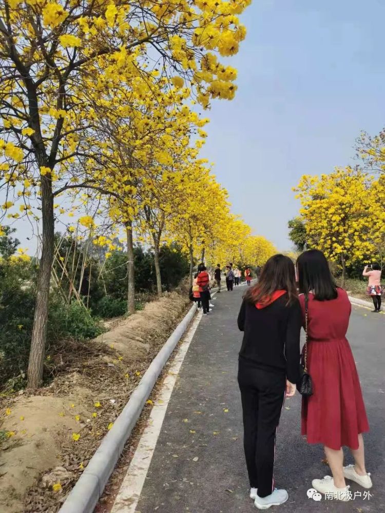游花都竹洞村 赏黄花风铃木